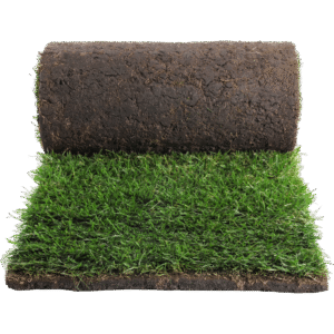 Kentucky Bluegrass