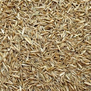 Kentucky Bluegrass Seed